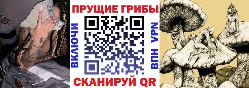 купить  сайты  Беслан  omg   Псилоцибиновые грибы Psilocybine cubensis 